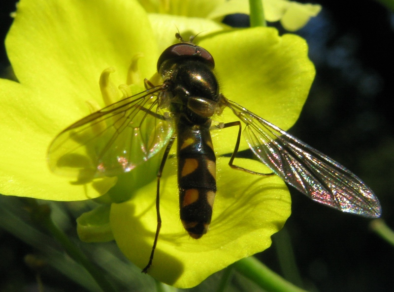 Eupeodes latifasciatus ?